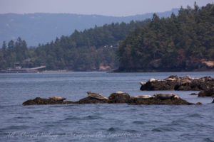 Harbor seals hauled out on Shirt Tail Reef