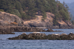 Harbor seals hauled out on Shirt Tail Reef