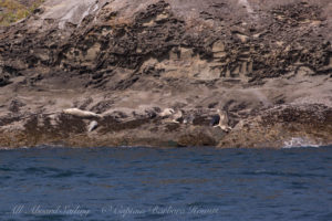 Harbor seals on honeycombed sandstone ledges of Flattop Iszland