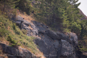 Bald Eagle watches all things