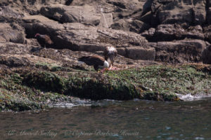 Bald Eagles feeding, Flattop Island