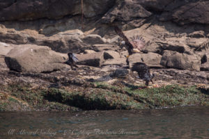 Bald Eagles feeding, Flattop Island