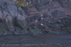 Bald eagles call to each other while feeding