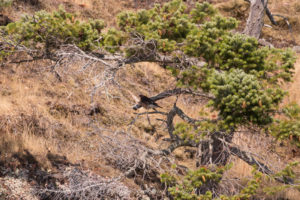 Peregrine Falcon, Stuart Island