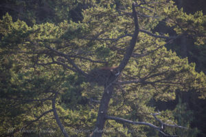 Bald Eagle nest