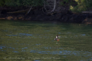 Pigeon Guillemot coming in for a water landing