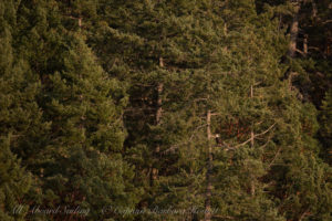 Bald Eagle in the forest