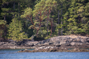 Harbor Seals Spring Pass