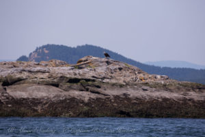 Bald Eagle, White Rock