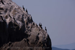 Cormorants of Bare Island