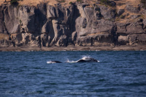 Male Orcas goofing around