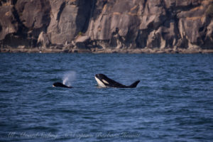 Group of young whales playing includes J47 Notch