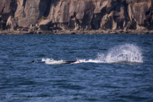 Orca Penis