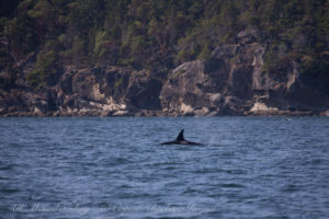 J35 (still with her deceased calf)