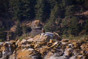 Bald Eagle on Java Rocks