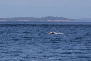 Orca Penis