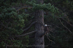 Bald Eagle Spieden Island