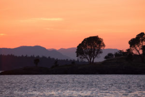 Sunset over Yellow Island Madrone