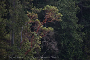 Pacific Madrone