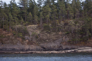 Harbor Seals of Skipjack Island