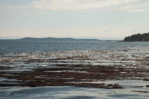 Kelp Forest of Turn Rock