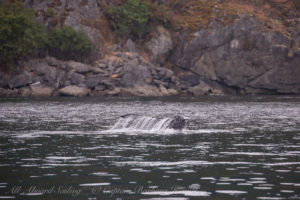 Humpback whale BCY0409 ‘Yogi’