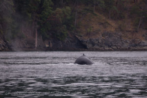 Humpback whale BCY0409 ‘Yogi’