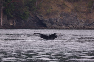 Humpback whale BCY0409 ‘Yogi’