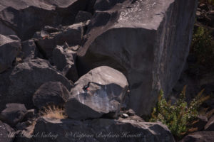 Pigeon Guillemot nesting in boulders