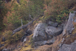 Pigeon Guillemot nesting in boulders