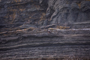 Pigeon Guillemot nesting Flattop Island