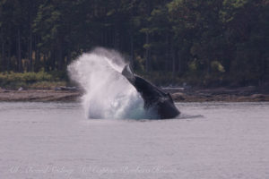 Humpback whale BCY0409 ‘Yogi’ Cartwheel