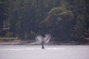 Humpback whale BCY0409 ‘Yogi’ Tail Wave tail slap