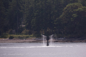 Humpback whale BCY0409 ‘Yogi’ Tail Wave tail slap