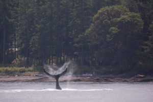 Humpback whale BCY0409 ‘Yogi’ Tail Wave tail slap