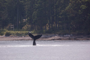 Humpback whale BCY0409 ‘Yogi’ Tail Wave tail slap