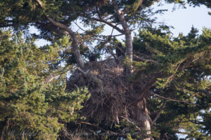 Nest with 2 Bald Eagle chicks