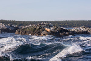 Cattle Pass Whale Rocks flood tide with Steller sea Lions