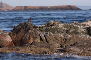 Black Oyster Catchers of Whale Rocks