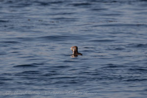 Rhinocerous Auklet with fish