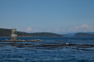 Turn Rock with kelp forest