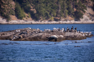 Shark Reef, Lopez Island