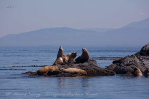 Steller Sea Lions Whale Rocks