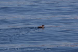 Marbled Murlet