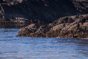 Black Oyster Catcher