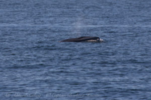 Minke Whale feeding, McArthur Bank