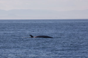 Minke Whale, McArthur Bank