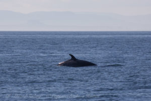 Minke Whale, McArthur Bank