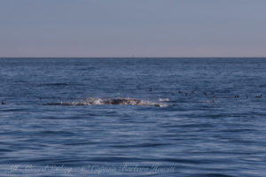 Minke Whale feeding, McArthur Bank