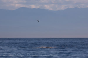 Minke Whale feeding, McArthur Bank